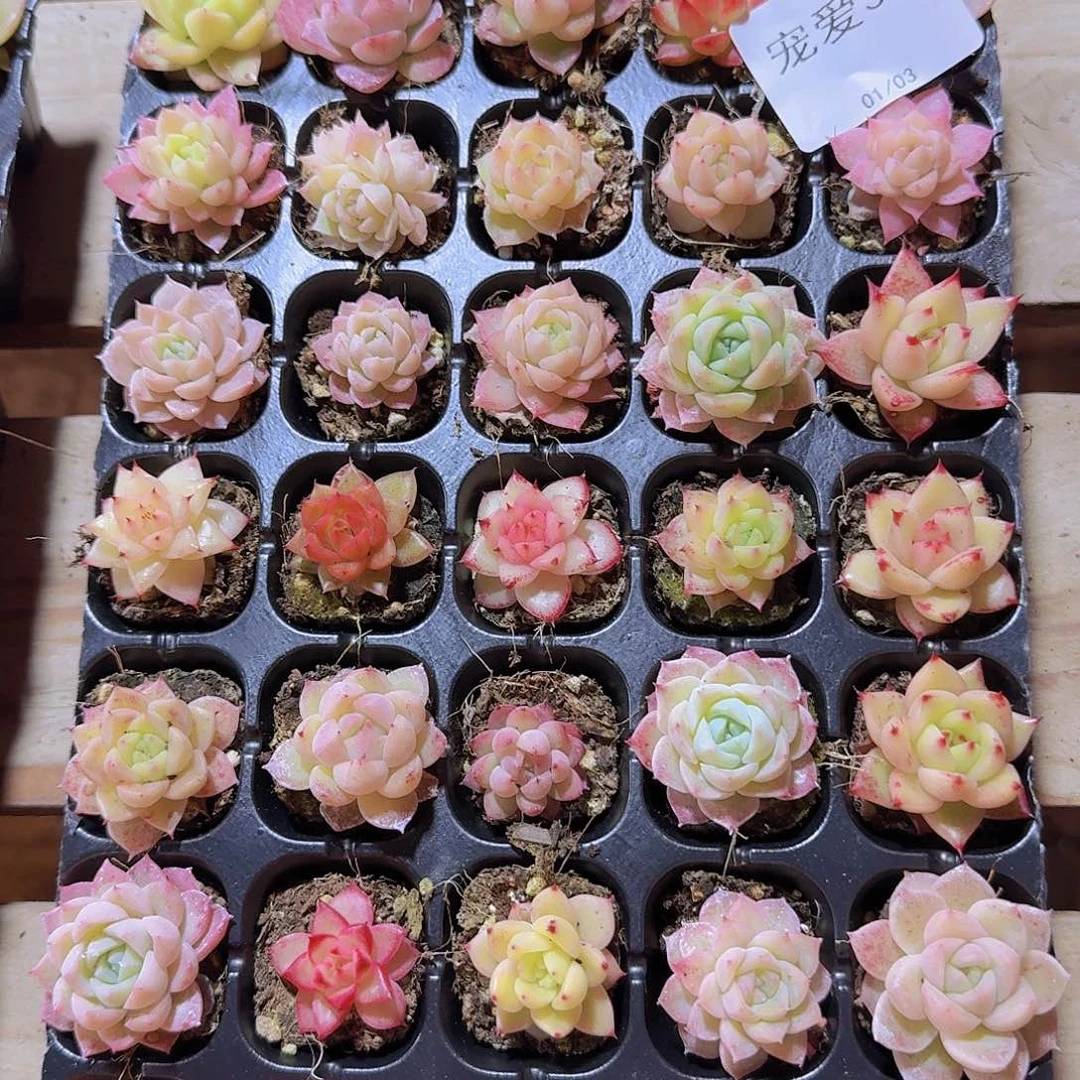 直播福利一物一拍363