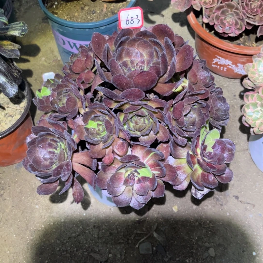 683多肉植物黑美人