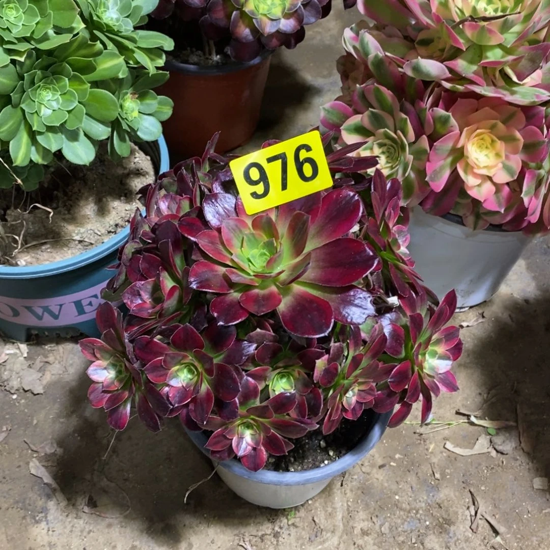 安娜多肉法师976