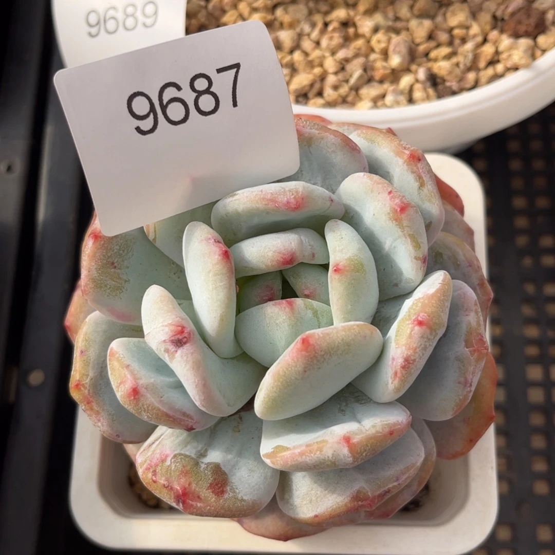 9687单头老庄橙子石化多肉