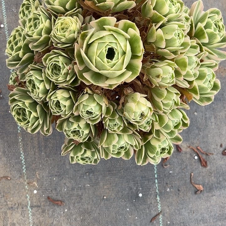 多肉植物迈巴赫锦。