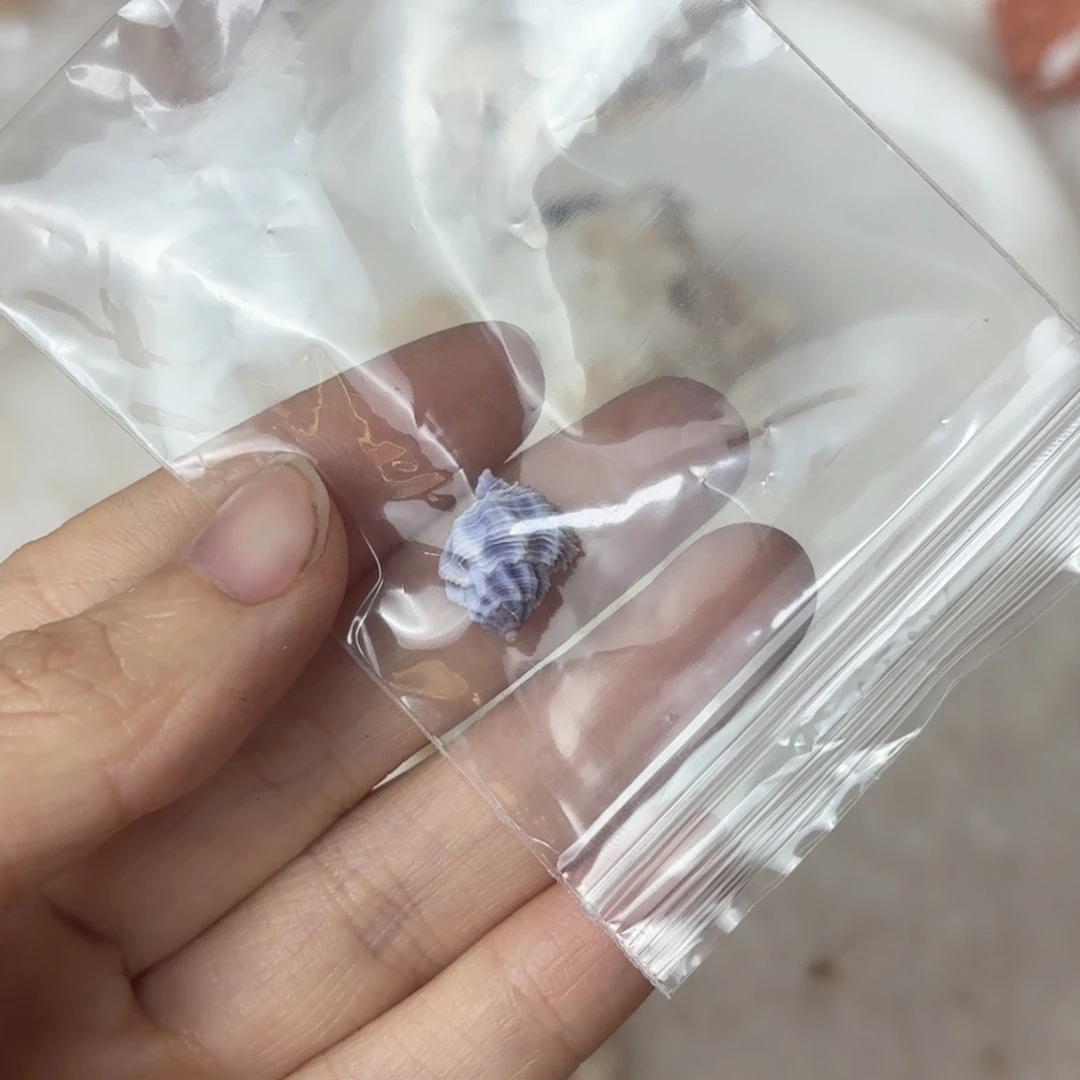 大***旺天然海螺贝壳标本福利