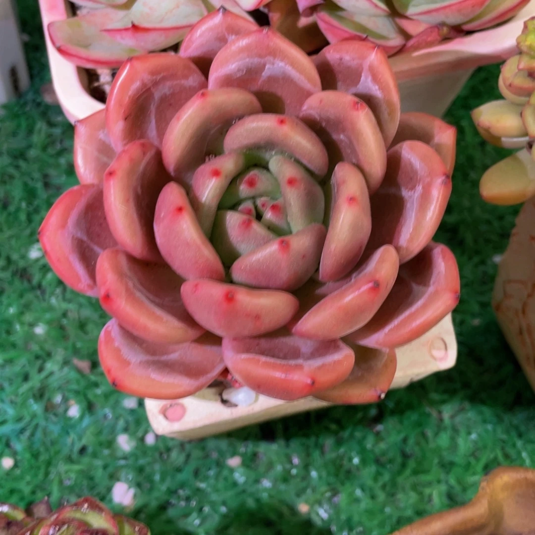 多肉植物盆栽多肉植物