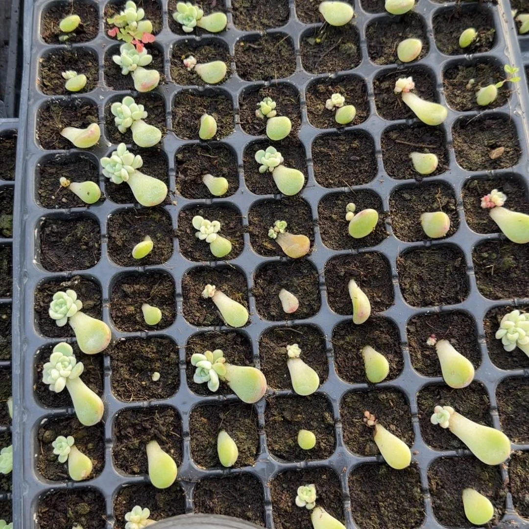 童话穴三个满25包邮