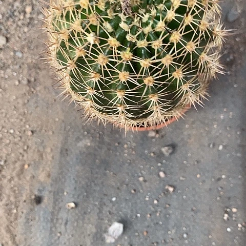 丘比特仙人球357788