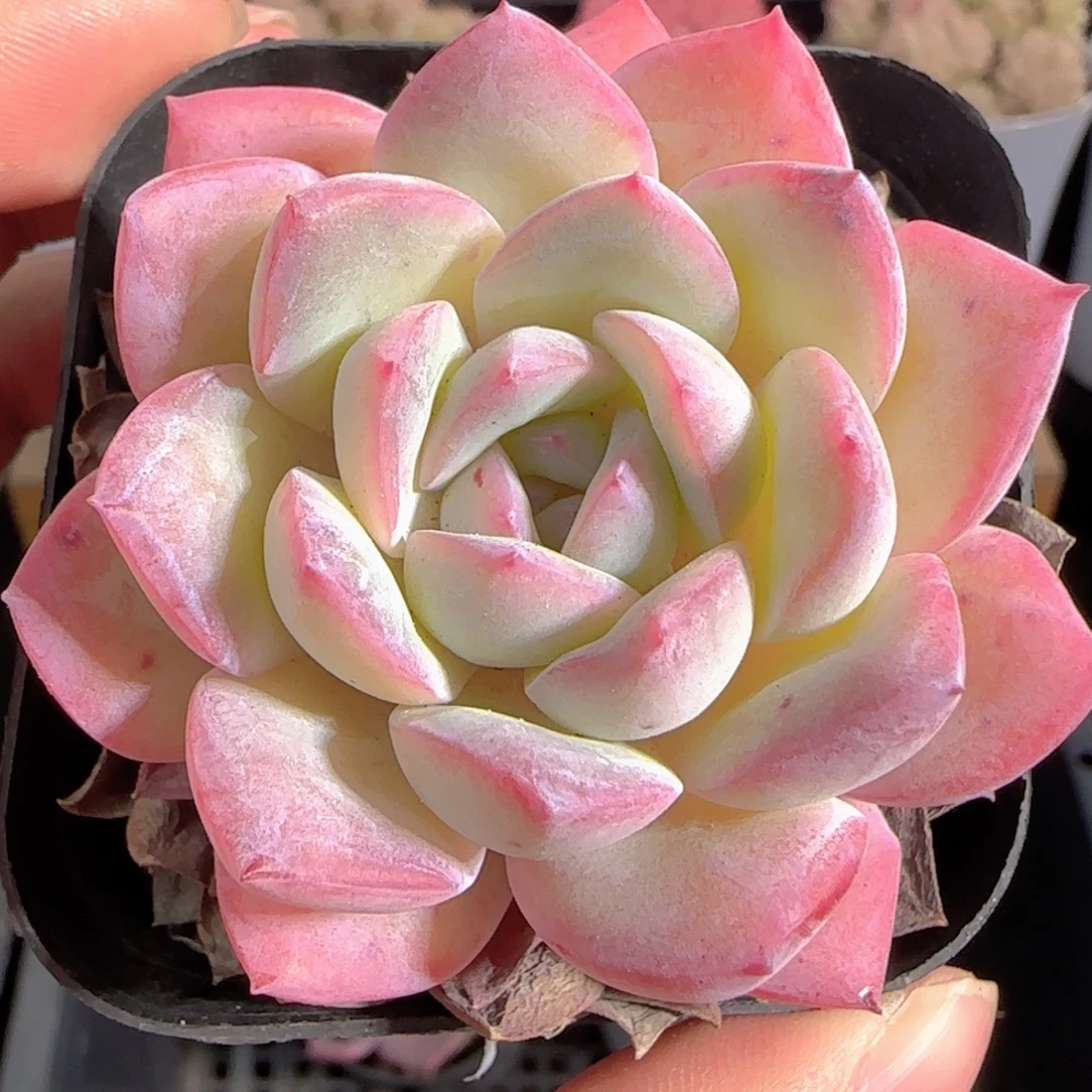 多肉0102-184凤九