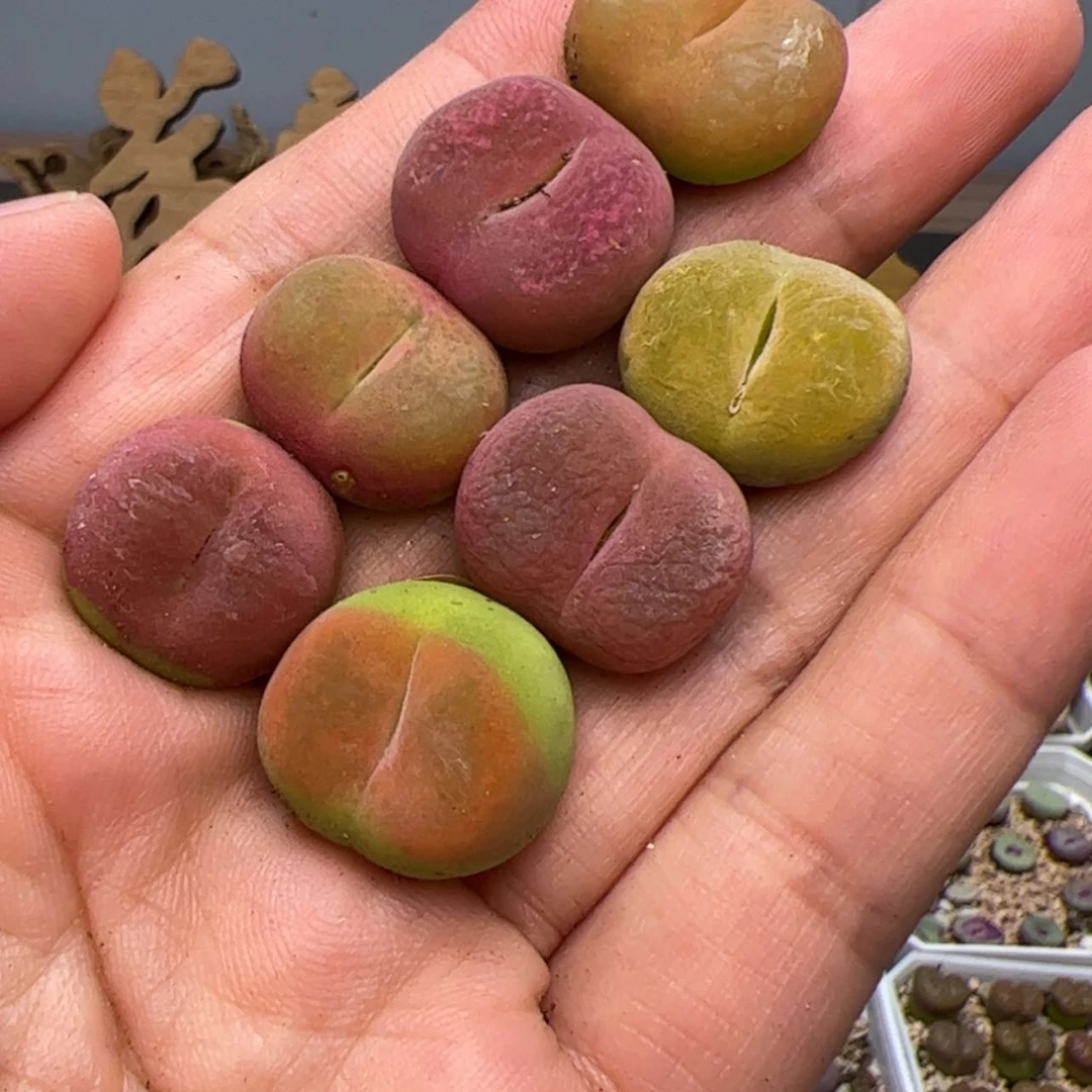 【闪购商品】000000010