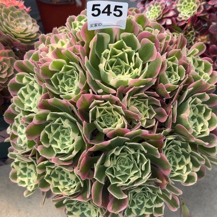 545白凤30厘米左右