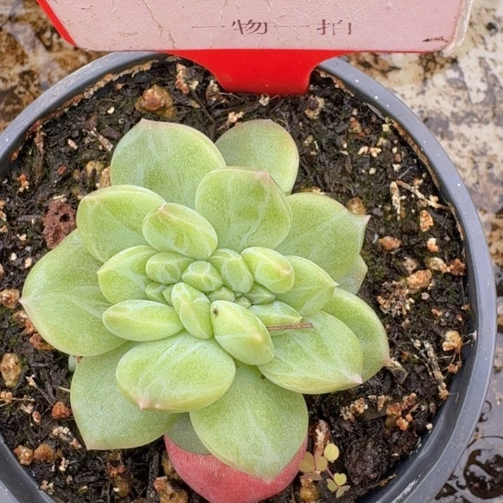 绿橙缀039多肉植物