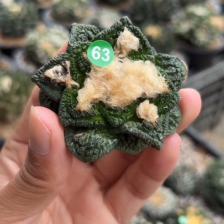 袖蒲苗接落地仙人球63