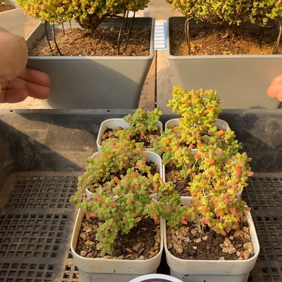 枝干番杏多肉植物203