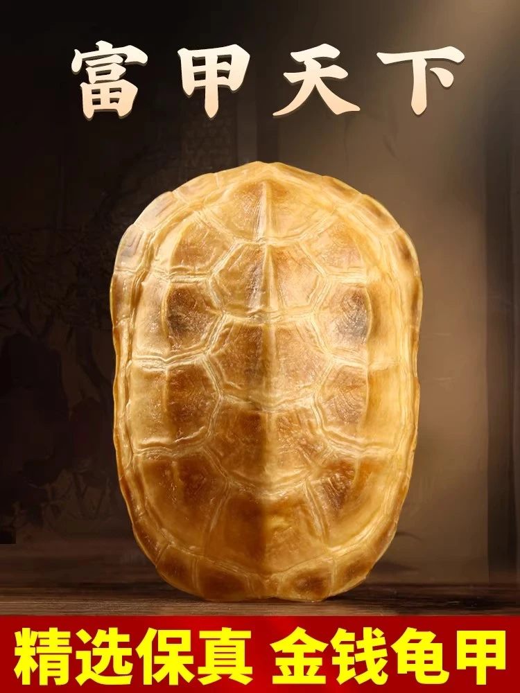 家居装饰直播间一物一拍直播展示为准 龟甲 摆件手把件天然龟甲