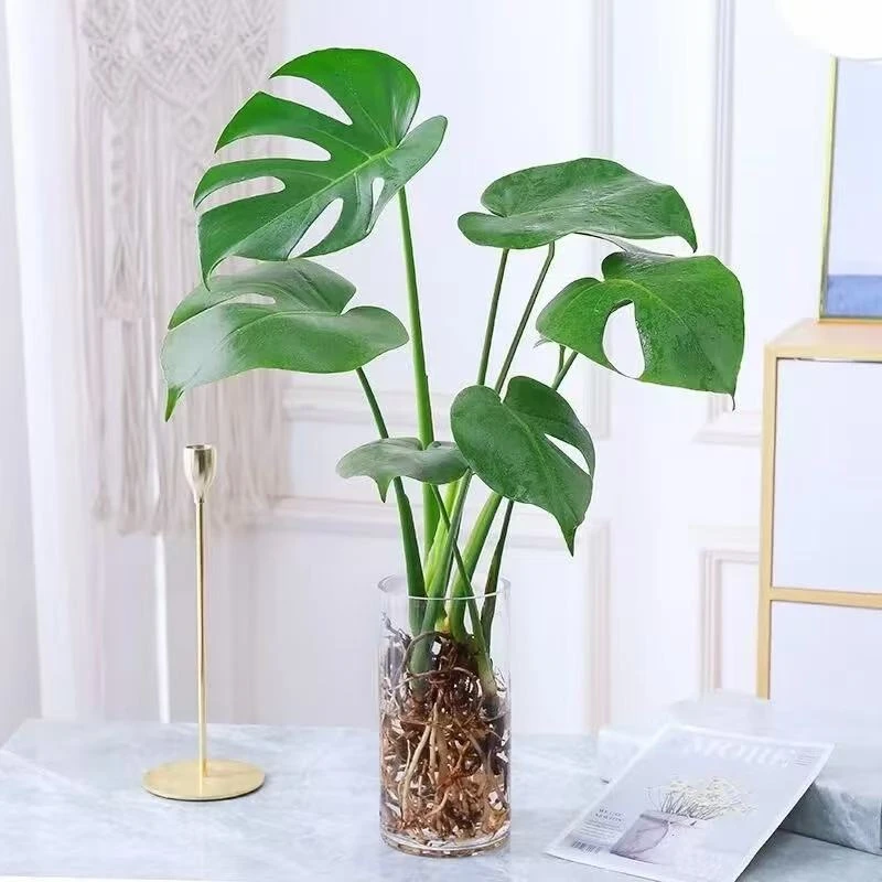 【买一送一2颗40公分】龟背竹水培植物室内盆栽吸甲醛好养活四季