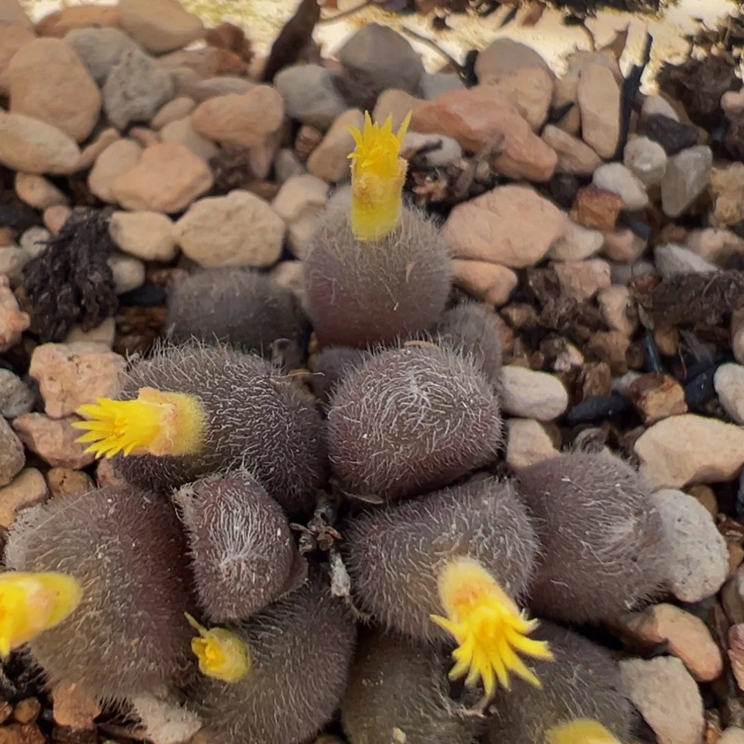 214多肉植物百科知识