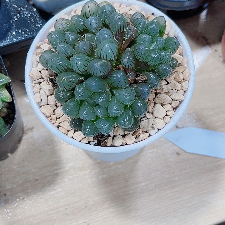 好看雨露新手好养的