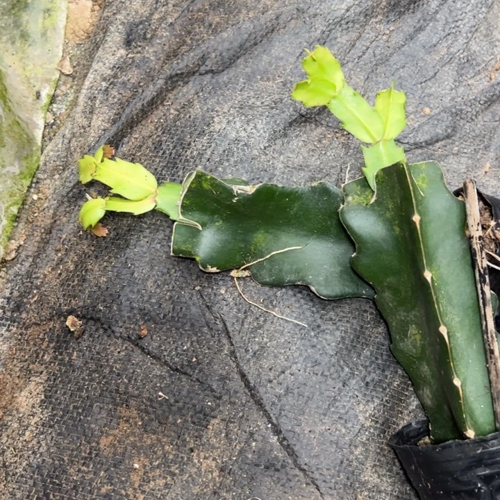 雅思嫁接小苗带盆发货一颗15.8
