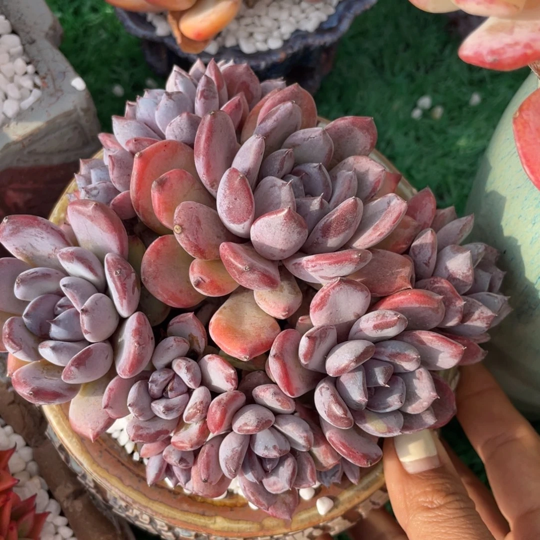 多肉植物盆栽多肉的