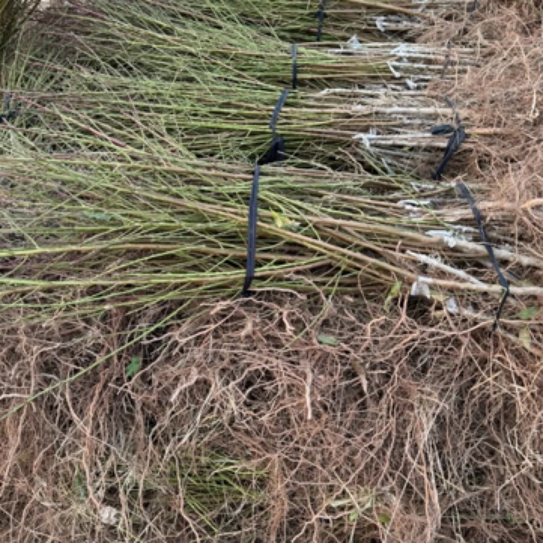 奶油蟠104优质种苗（6月中旬白油蟠）