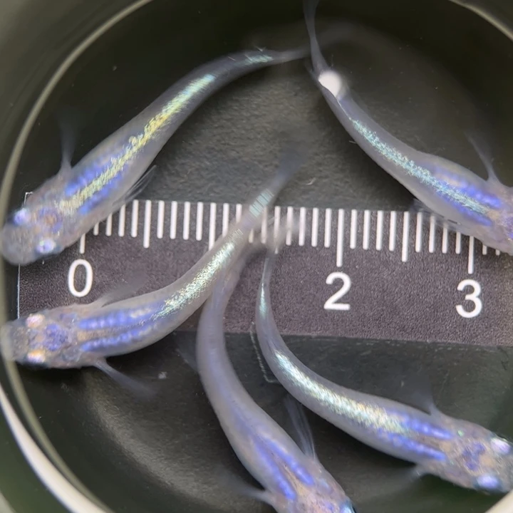 海水鱼水滴3号青鳉