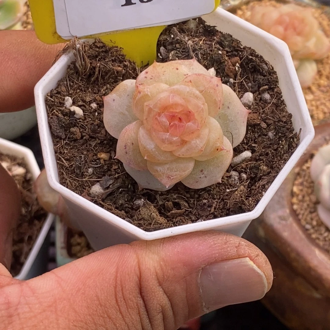 2158开播福利，超级粉钻多肉