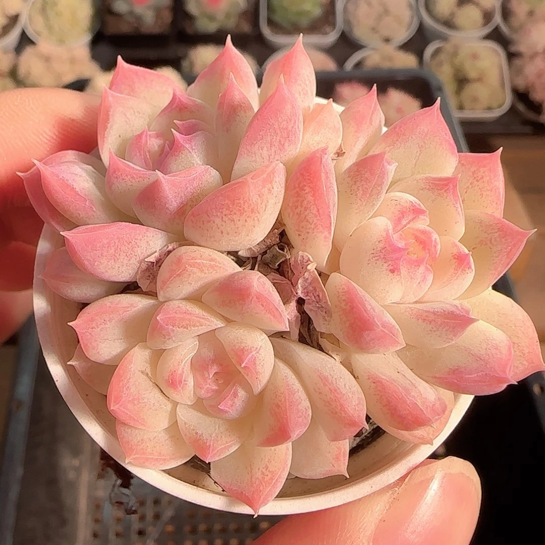 多肉1129-138白桃汽水