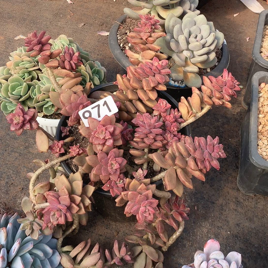 971姬胧月一物一拍多肉