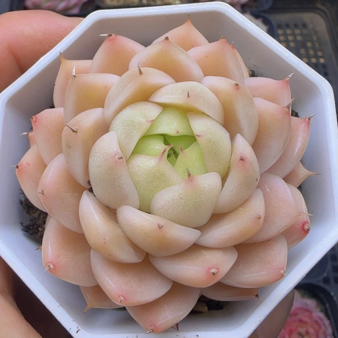 全场满28包邮一物一拍