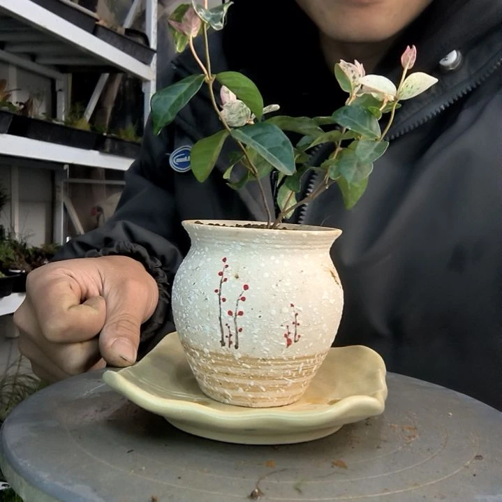 雅****程小盆景小植物一物一拍42