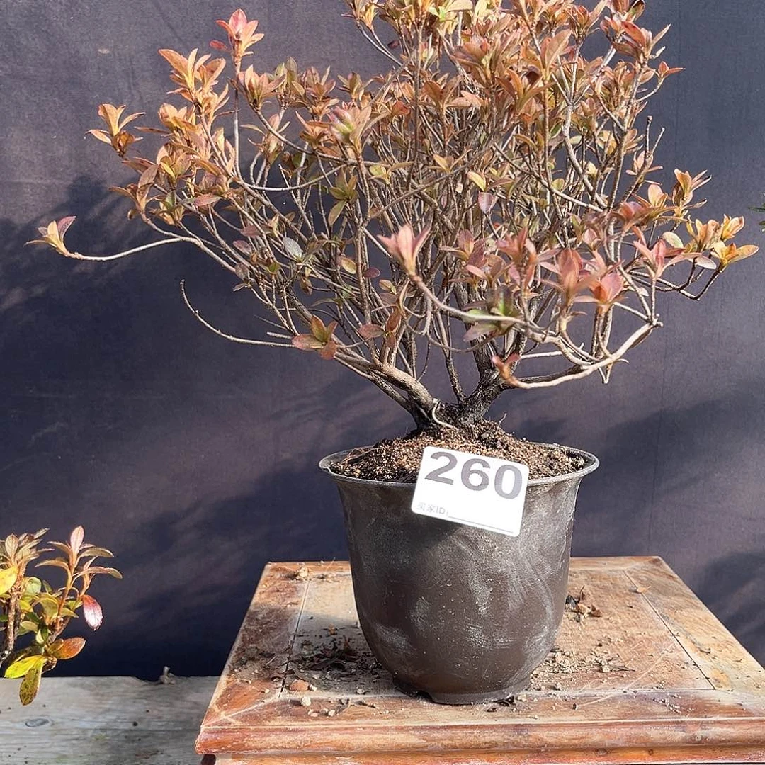 红陶直播时间一定一定