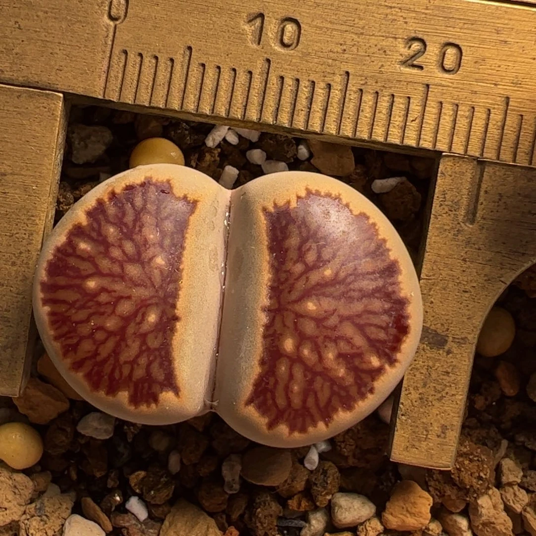 島田选拔红窗菊母本多肉