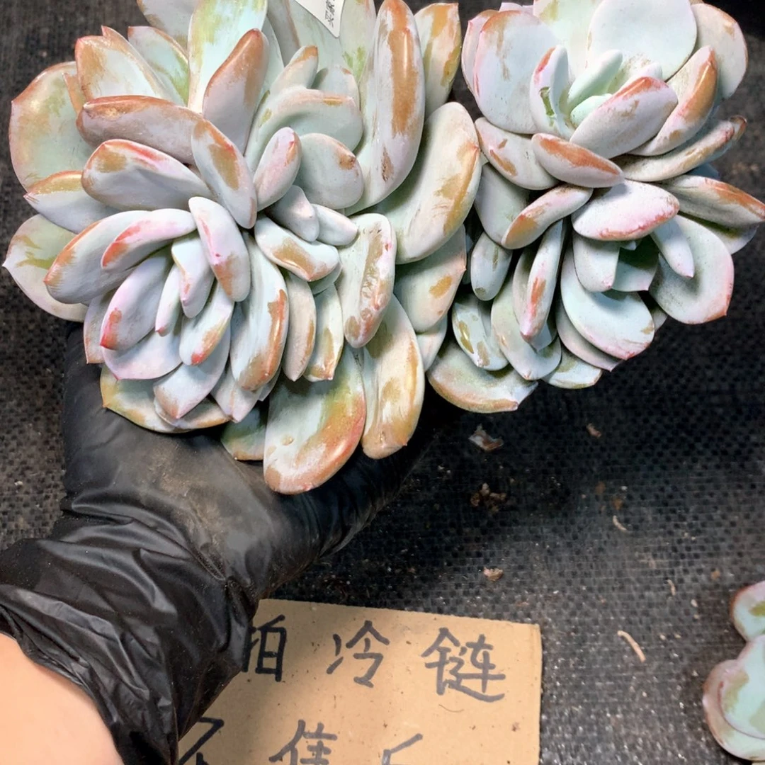 # 131 不拍冷链不售后