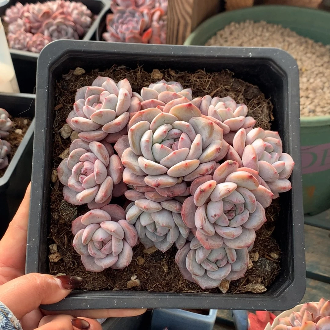 10头无砍石榴籽自然群