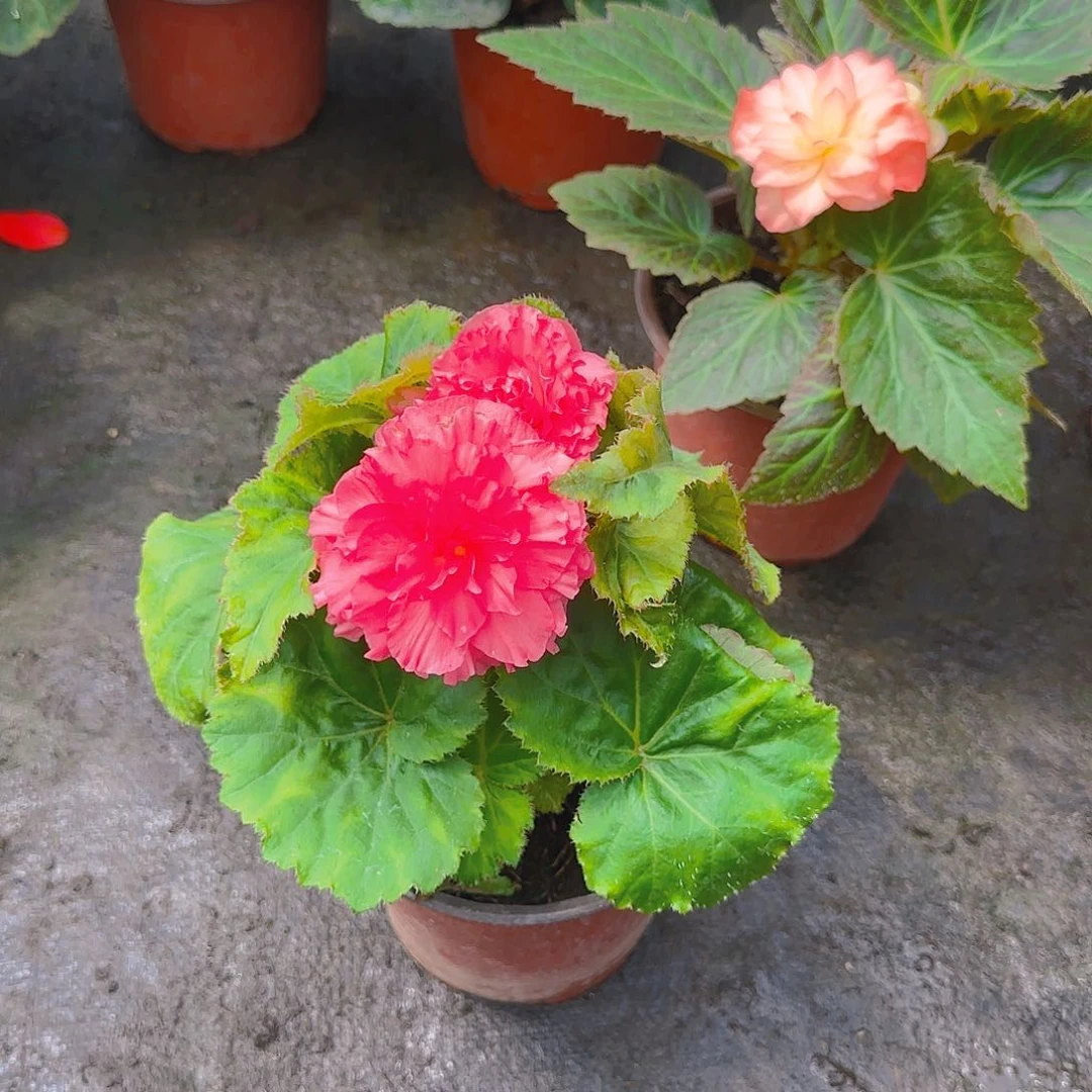 无花朵夫妻海棠种球系列粉色