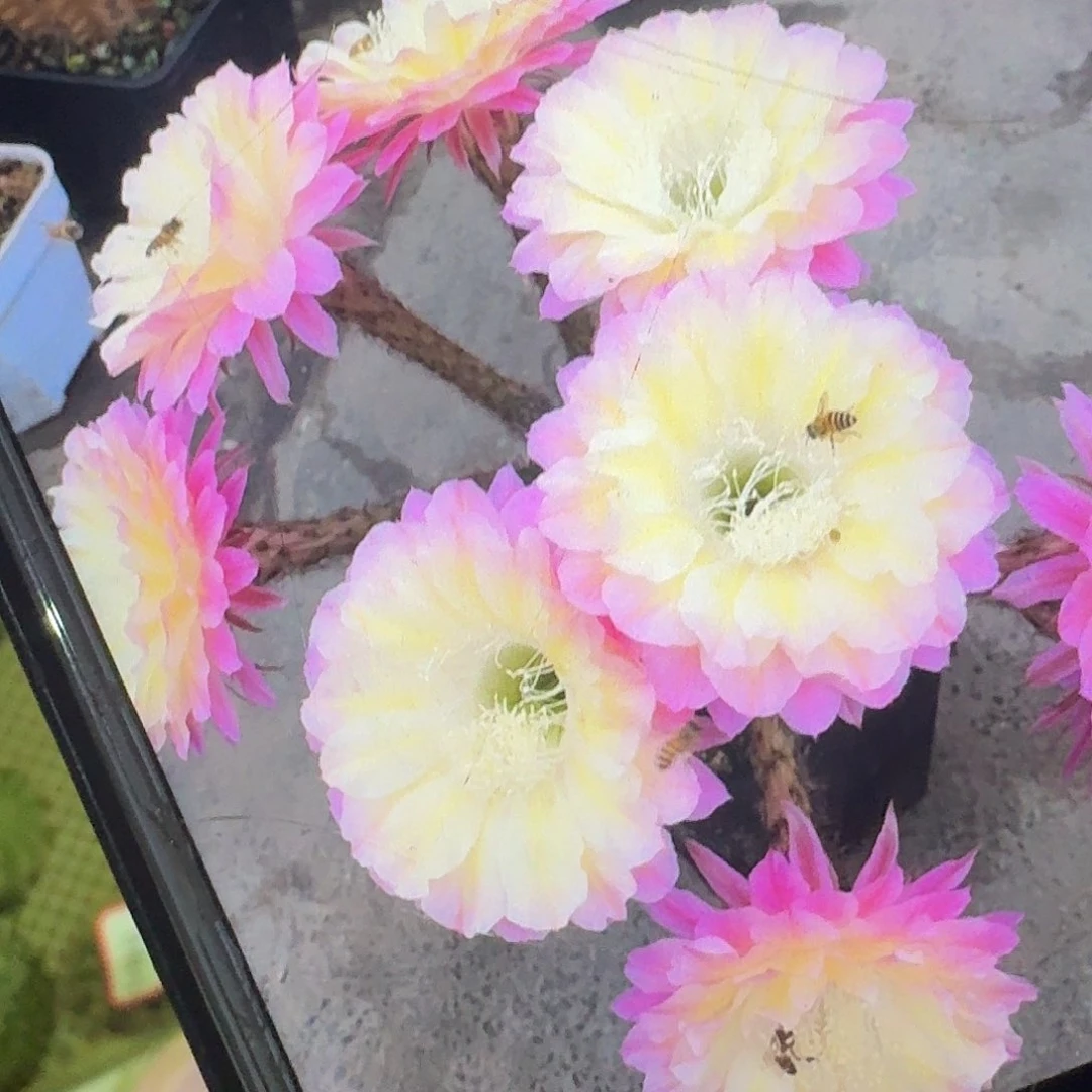 马丙侧芽4公分彩草