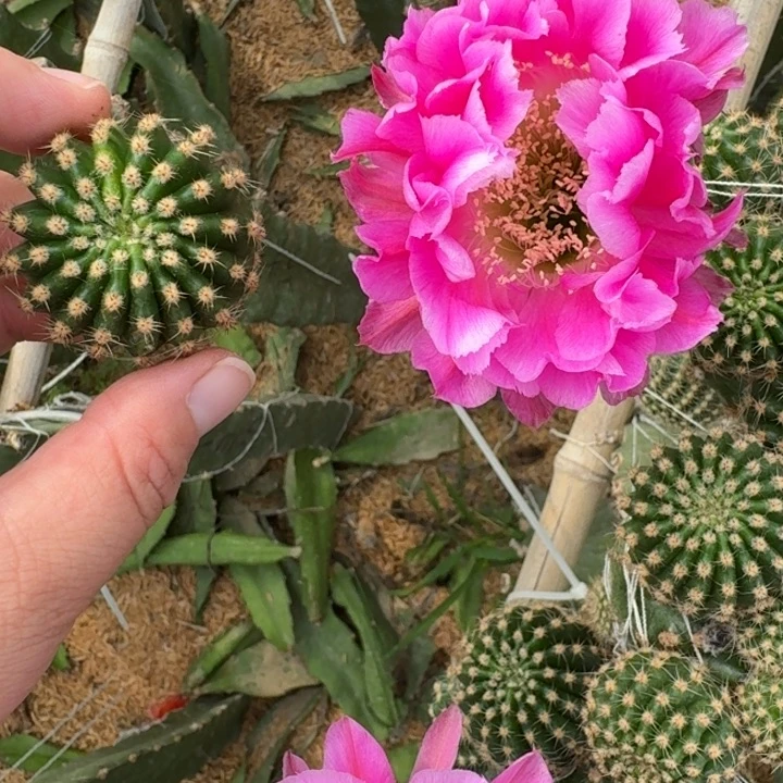 205彩草514.2嫣然歪无根侧牙4公分左右，20包邮