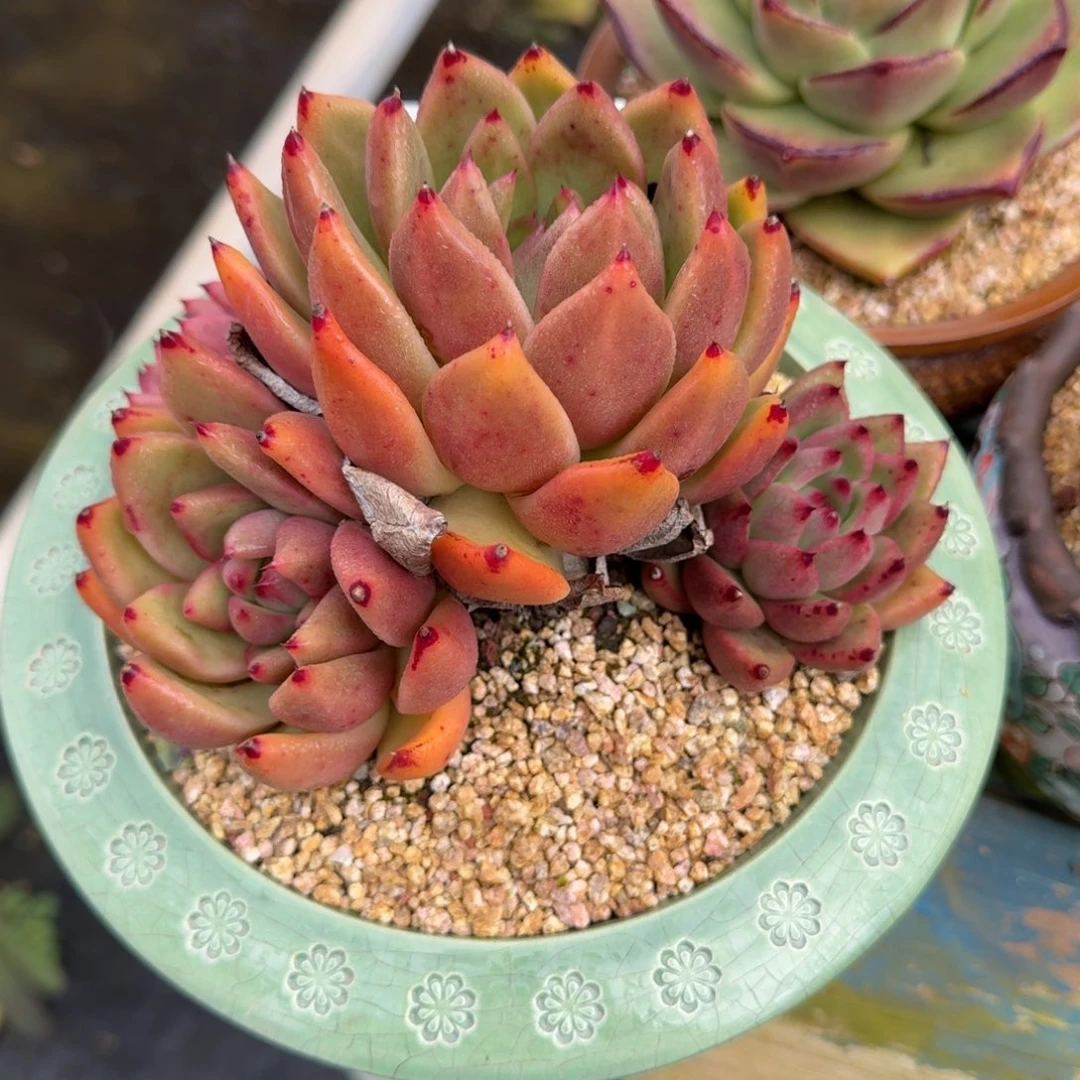 从前慢多肉精选编号1222.26