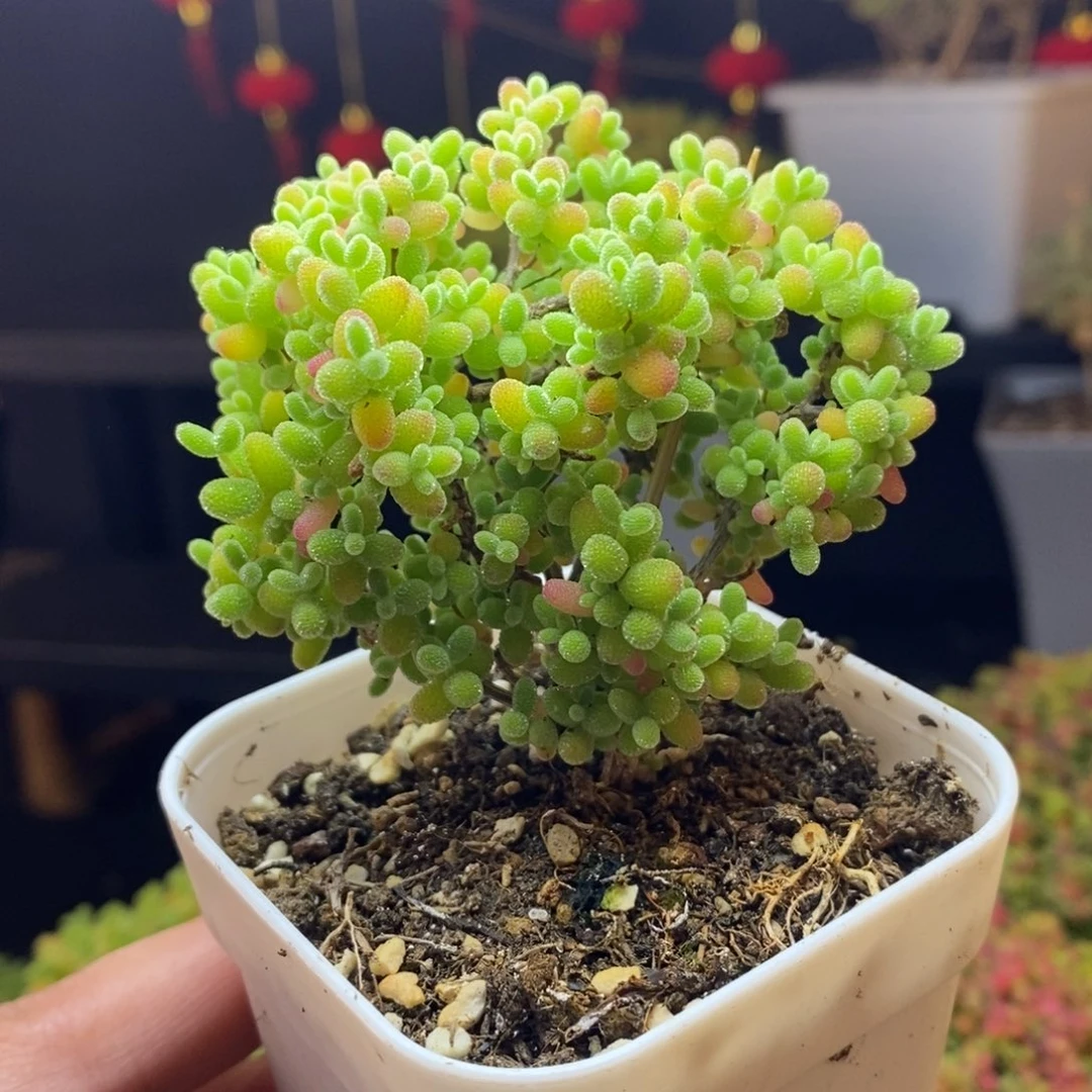 429号蜜橘糖球枝干多肉