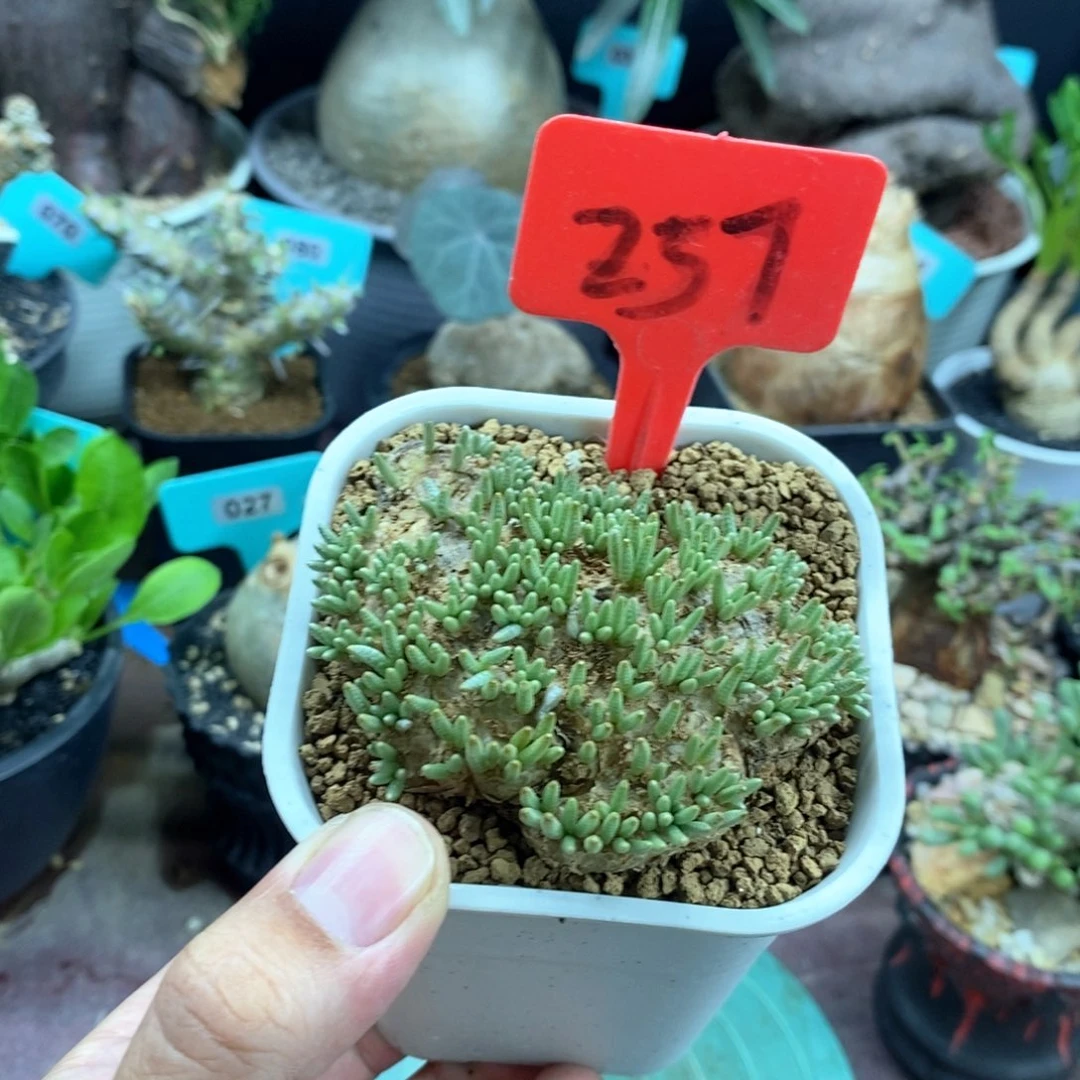韧锦块根多肉植物