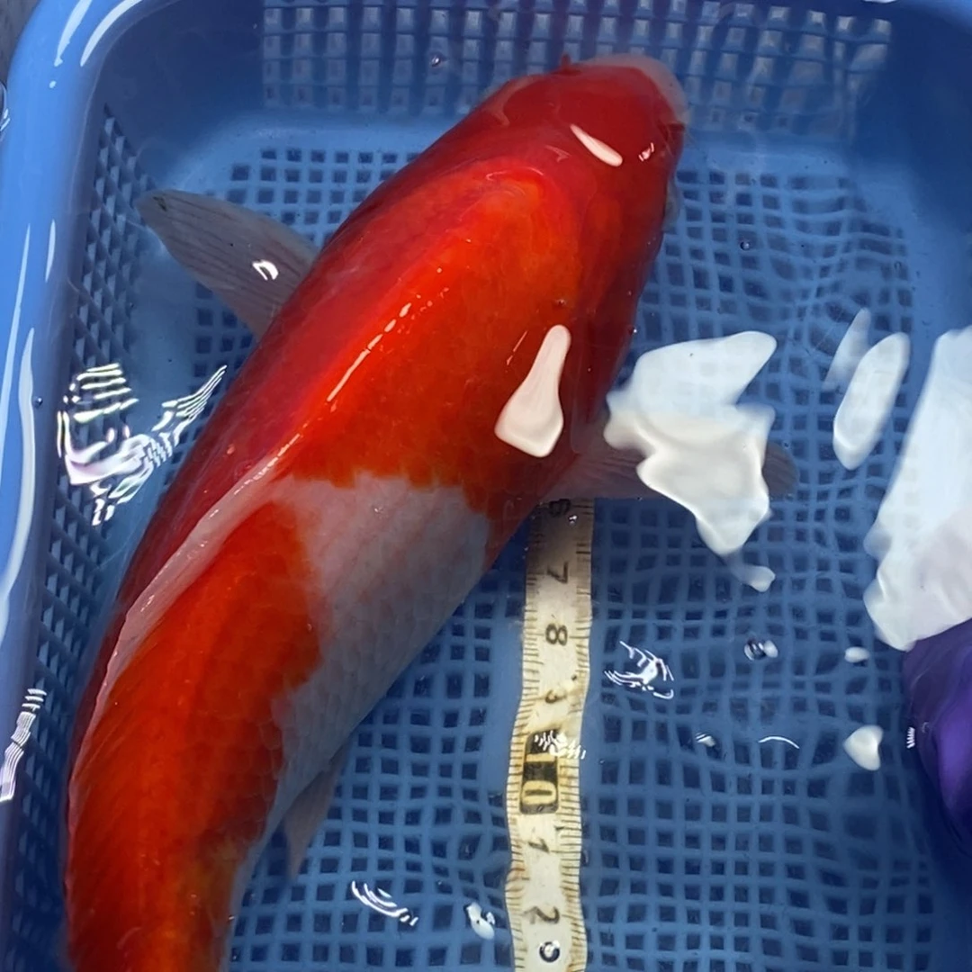 锦鲤冷水锦鲤包邮