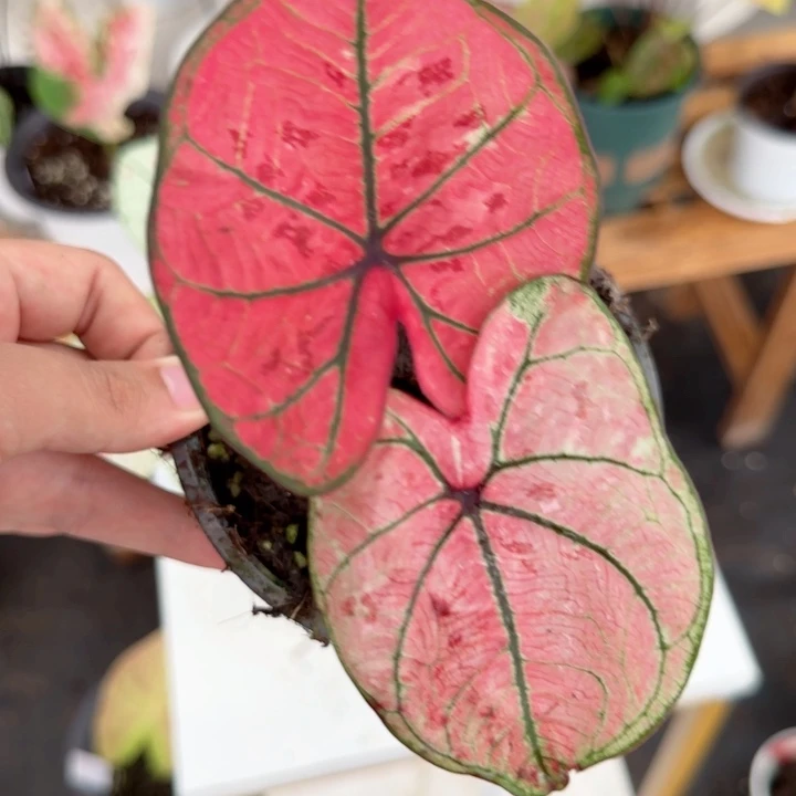 无花朵草莓之心彩叶芋精品