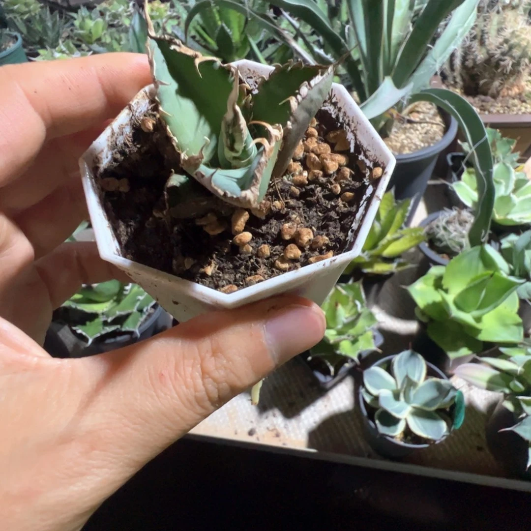 欧****n龙舌兰寄养发货