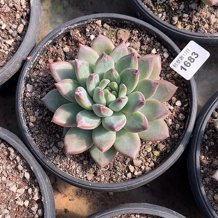 阿雅园艺。       1683