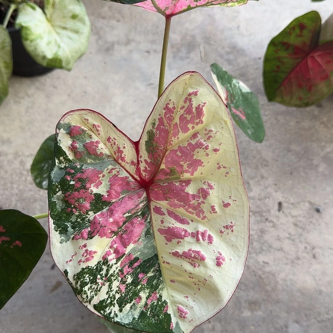 完全开放D017六月新娘