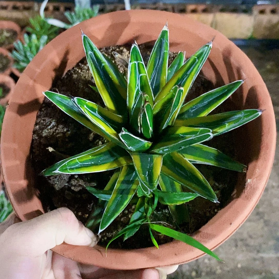 我***！1172金山一颗1111