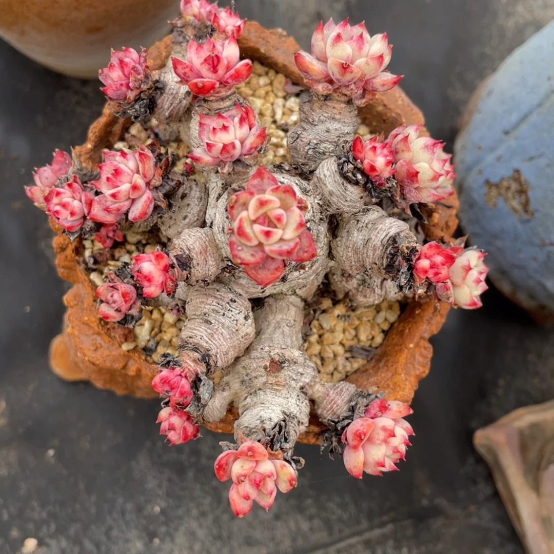 老桩粗腿娜娜群生