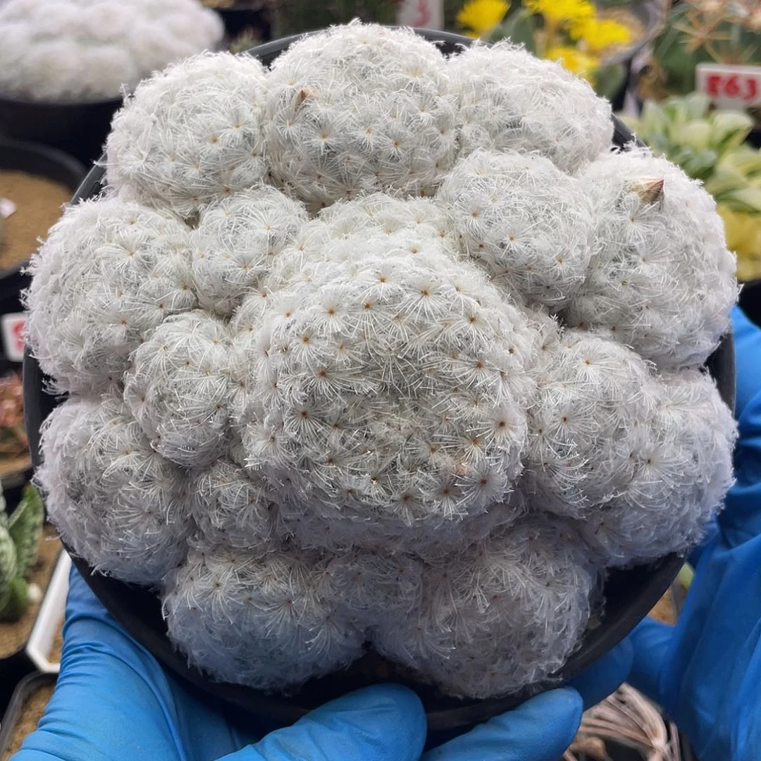 实生日系高绒羽毛佛头白星11