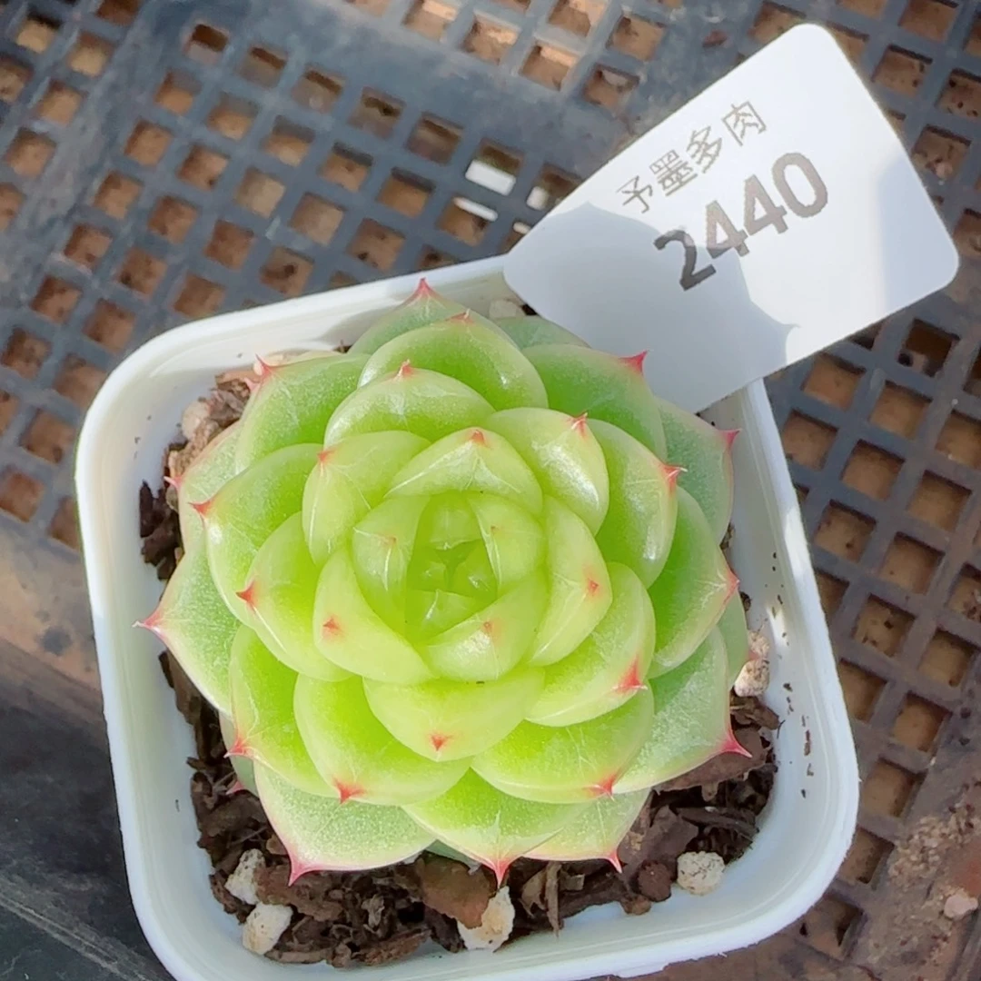 杜若珍妮，2440多肉植物