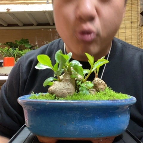 红陶一物一拍所见即所得145