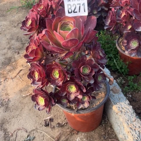 271枚金玫瑰不包断枝