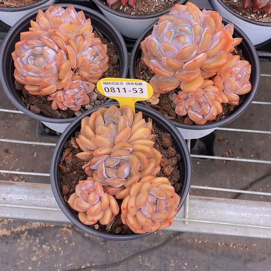 0811-53-大群果冻橙福利一颗量拍